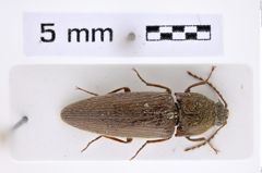Foto (Dorsalansicht) von Melanotus prosternalis (NHMW-ZOO-COL-0007706)
